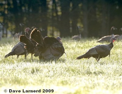 turkeys9.21.jpg