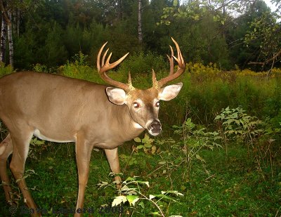 12point4.jpg