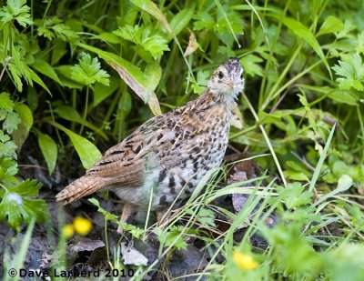 DSC_9980.jpg