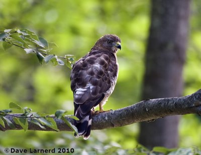 DSC_0141.jpg