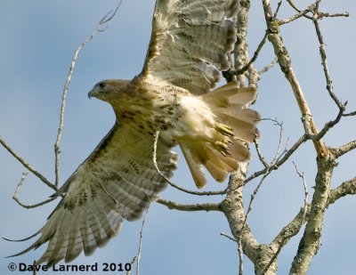 DSC_0297.jpg