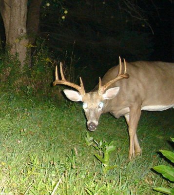 hardhorn8.jpg