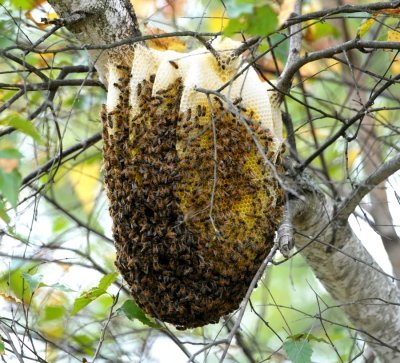honeybees1.jpg