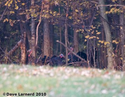 DSC_0807.jpg