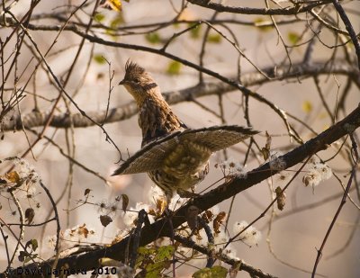 DSC_0934.jpg