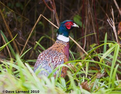 DSC_0868.jpg