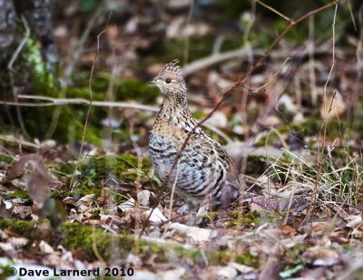 DSC_1051.jpg
