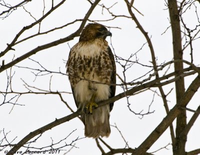 DSC_1246.jpg