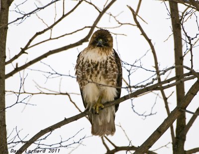 DSC_1242.jpg