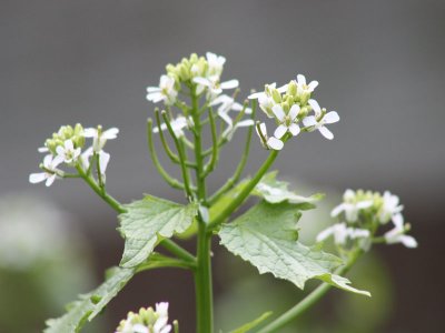 g1/50/894350/3/112382481.TmdznGxN.jpg