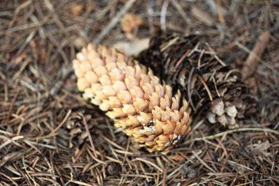 Pine Cones 07/08/09