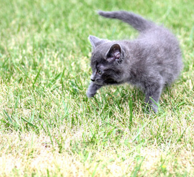 On the Prowl 07/30/09