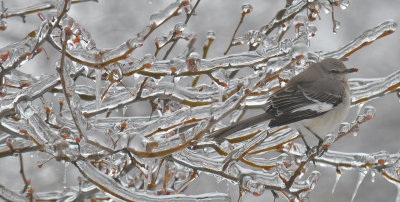 icemockingbird.jpg