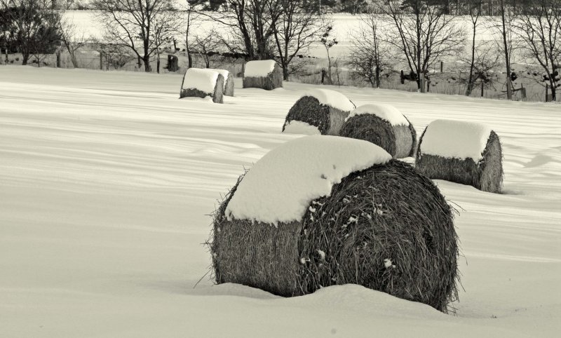 Hay You!