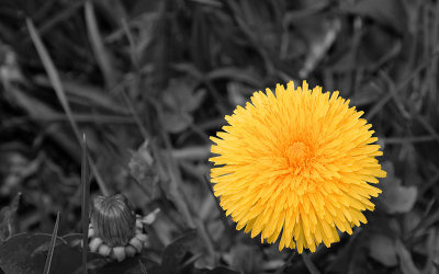 the best dandelion in the world...ever