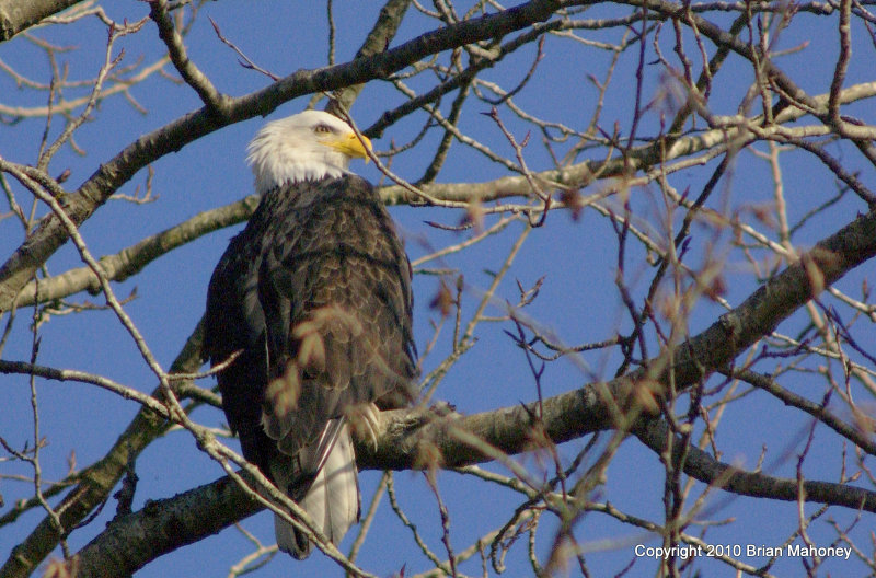 eagles tamron 4 8 052.jpg