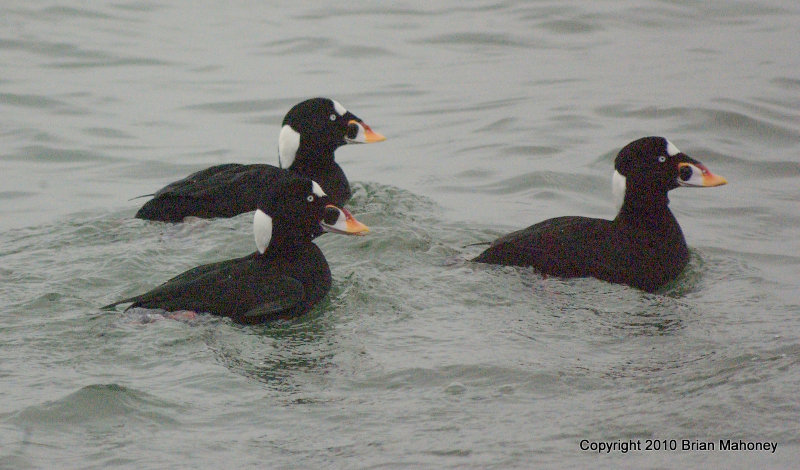 ducks blvd 80-400 066.jpg