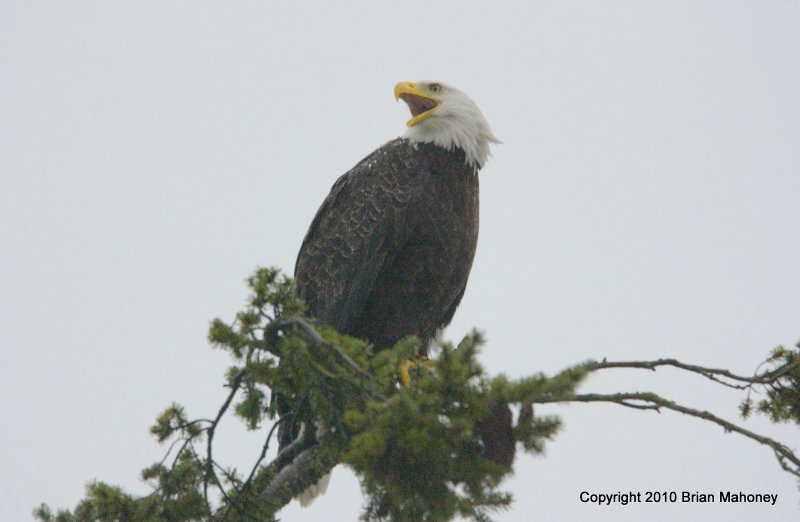 eagle bb tree 2 flash 027.jpg