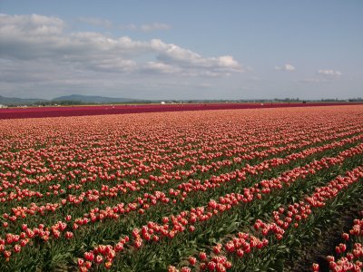 tulip_fields_forever