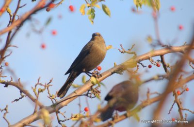 Leaves starlings 144.jpg