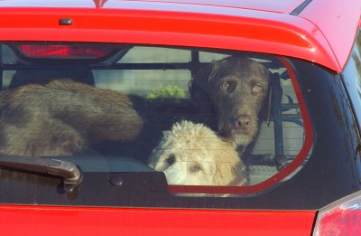 dogs_in_cars