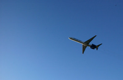 airport takeoffs  herons 028.jpg