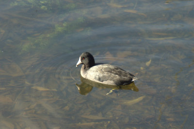 padden ducks 026.jpg