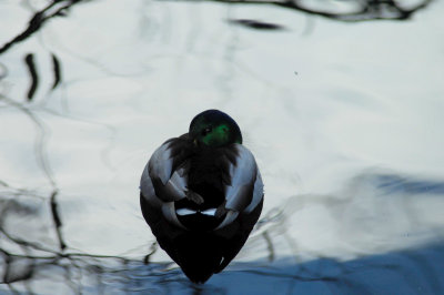 padden ducks 038.jpg