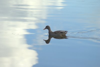 heron ducks padden 030.jpg