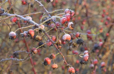 rose hips frost  harbor shuksan 035.jpg