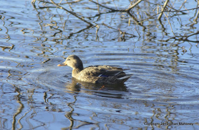 padden ducks 082.jpg