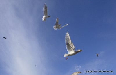 seagull feed padden 036.jpg