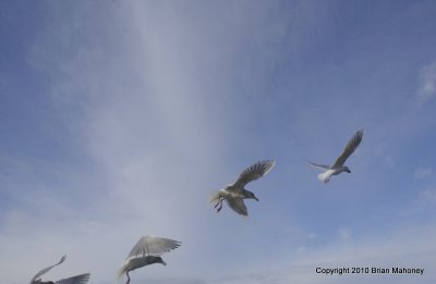 seagull feed padden 059.jpg