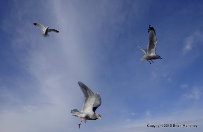 seagull feed padden 060.jpg