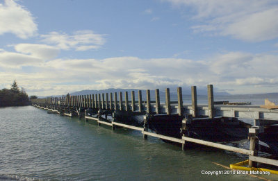 seagulls  dock work 010.jpg