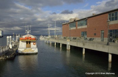 seaguls alaska ferry term 003.jpg