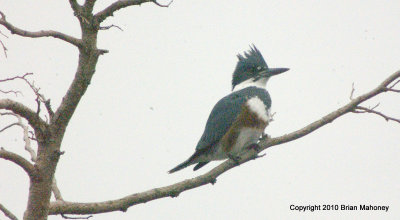 heron kingfisher bb 014.jpg