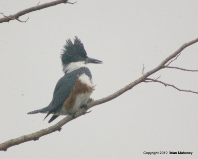 heron kingfisher bb 016.jpg