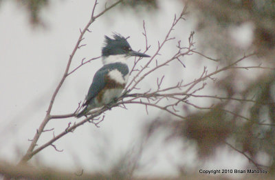 heron kingfisher bb 023.jpg