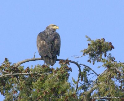 eagles hawks heron 1 31 11 097.jpg