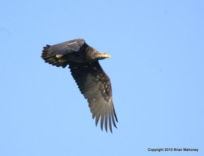 eagles hawks heron 1 31 11 109.jpg