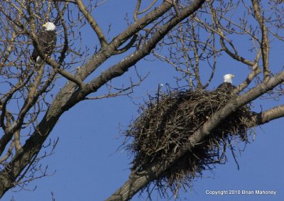 eagle nest 1   2 1 11 167.jpg