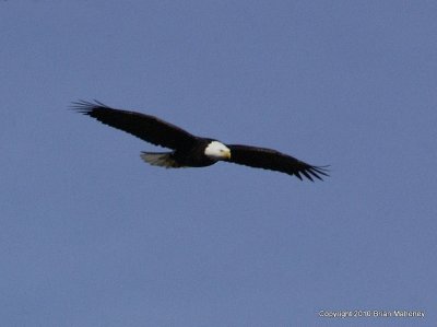 bb eagle nest 047.jpg