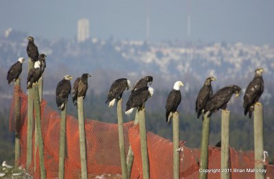 vancouver_bc_eagles