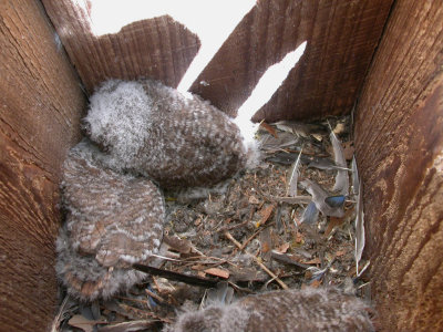 Young Eastern Screech Owls in Nest