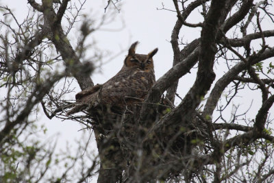 Great Horned Owl on Nest