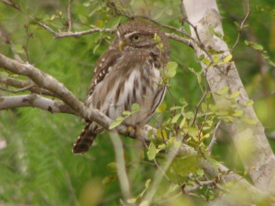 Ferruginous Pygmy - Owl