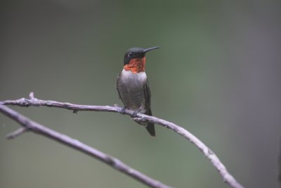 Ruby-throated Hummingbird   (male)