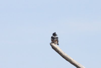 Belted Kingfisher  (female)