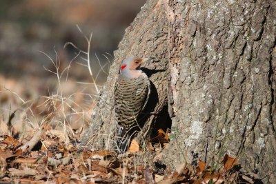 Northern Flicker  (Yellow-shafted)